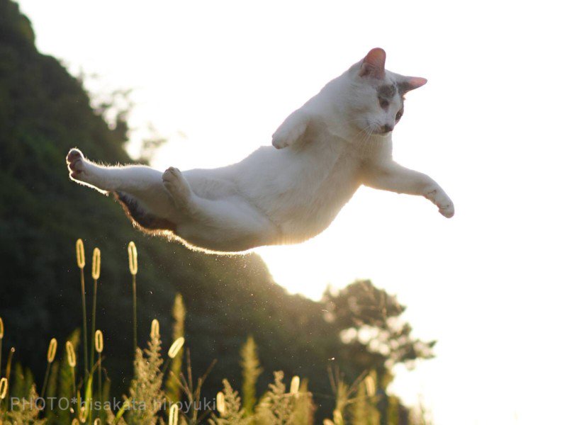 Reze para não cruzar com um gato lutador pelas ruas, ok?