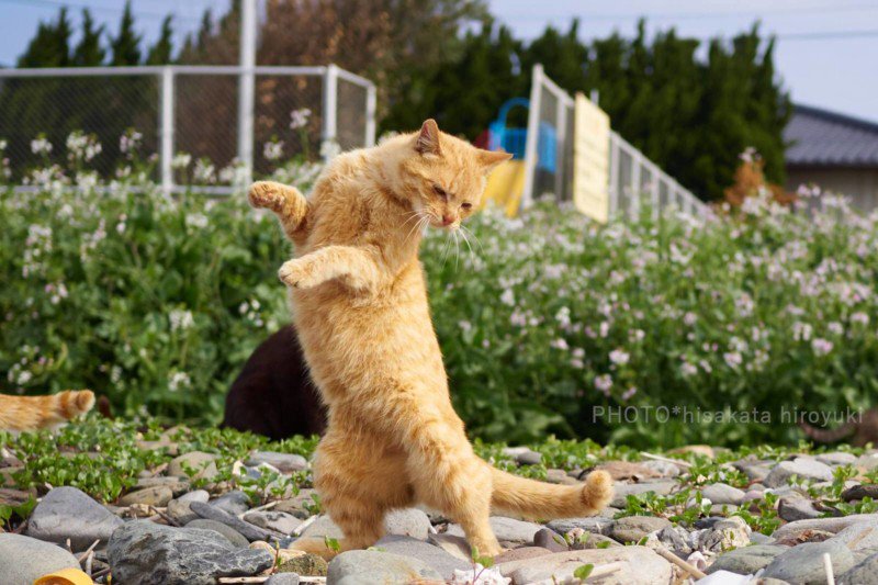 Reze para não cruzar com um gato lutador pelas ruas, ok?