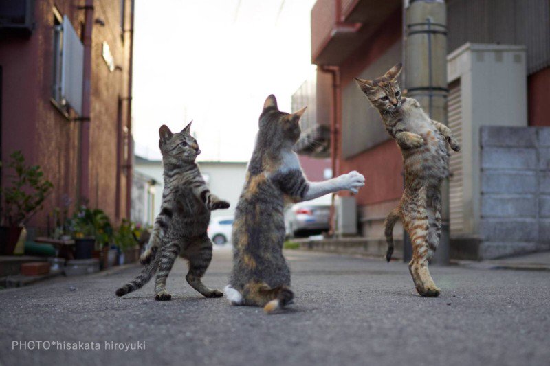 Reze para não cruzar com um gato lutador pelas ruas, ok?