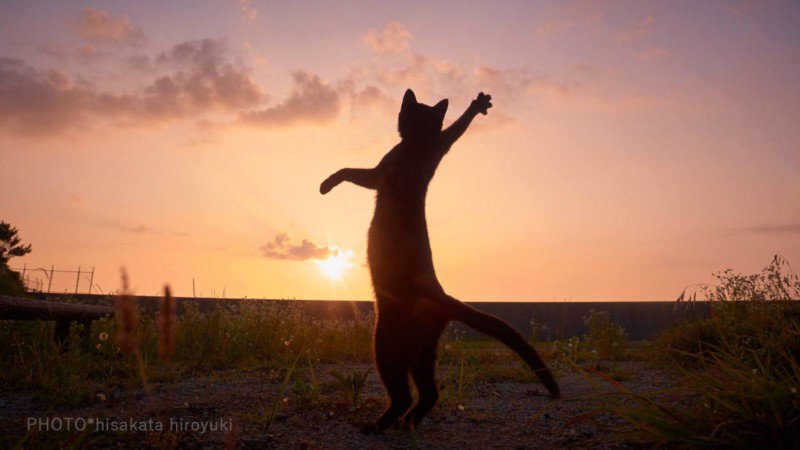 Reze para não cruzar com um gato lutador pelas ruas, ok?