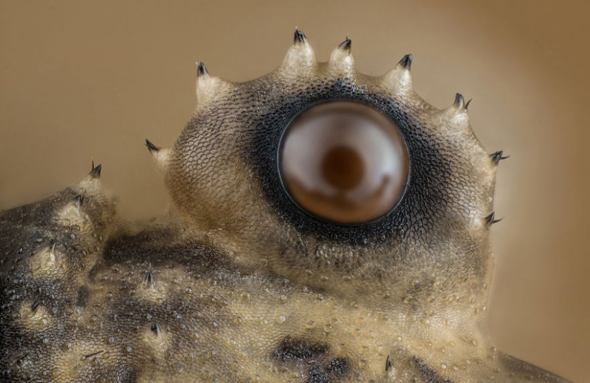 Nikon Macro Photo Contest 2017