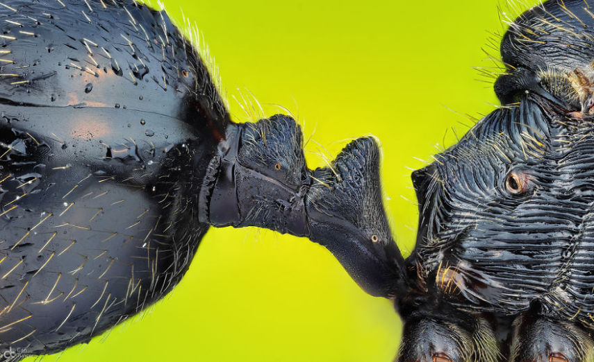  Nikon Macro Photo Contest 2017
