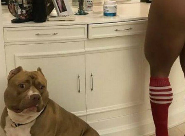 Cachorro da raça pitbull de Gracyanne Barbosa vira celebridade
