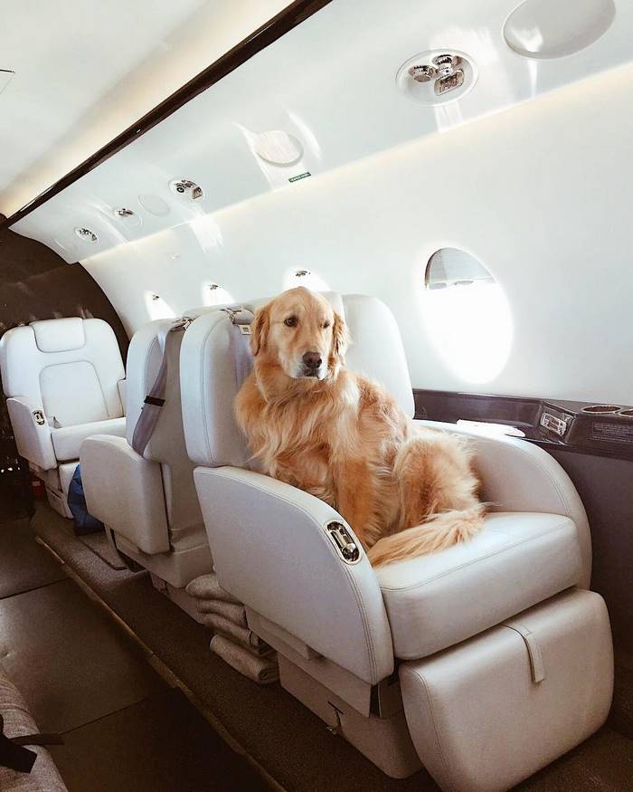 A empresa russa Private Jet Studio foi criada pensando em pessoas que sonham em ter vidas glamourosas e luxuosas, mas não tem o dinheiro suficiente para isso.