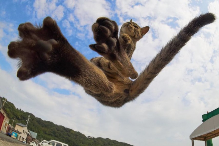 Reze para não cruzar com um gato lutador pelas ruas, ok?