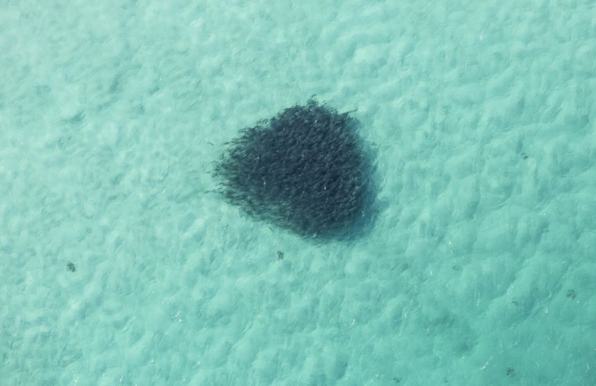 School of salmon, Hamelin Bay