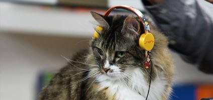 Fones de ouvido para gatos do DeadMau5