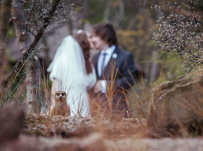 Uma surpresinha na foto de casamento