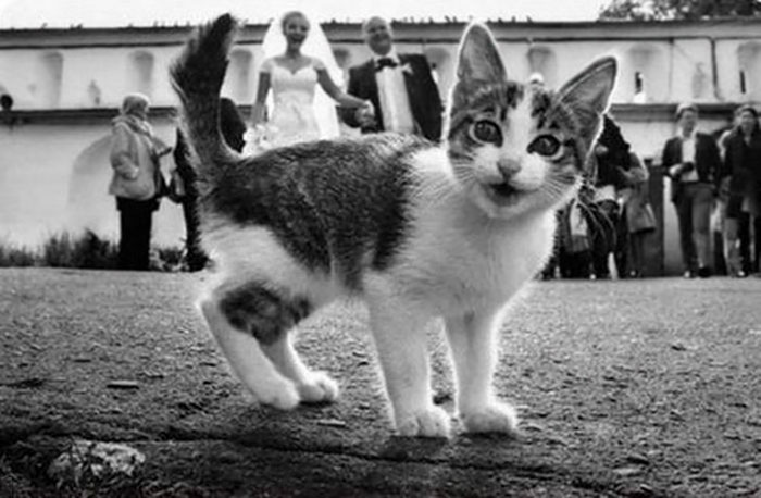 Uma surpresinha na foto de casamento