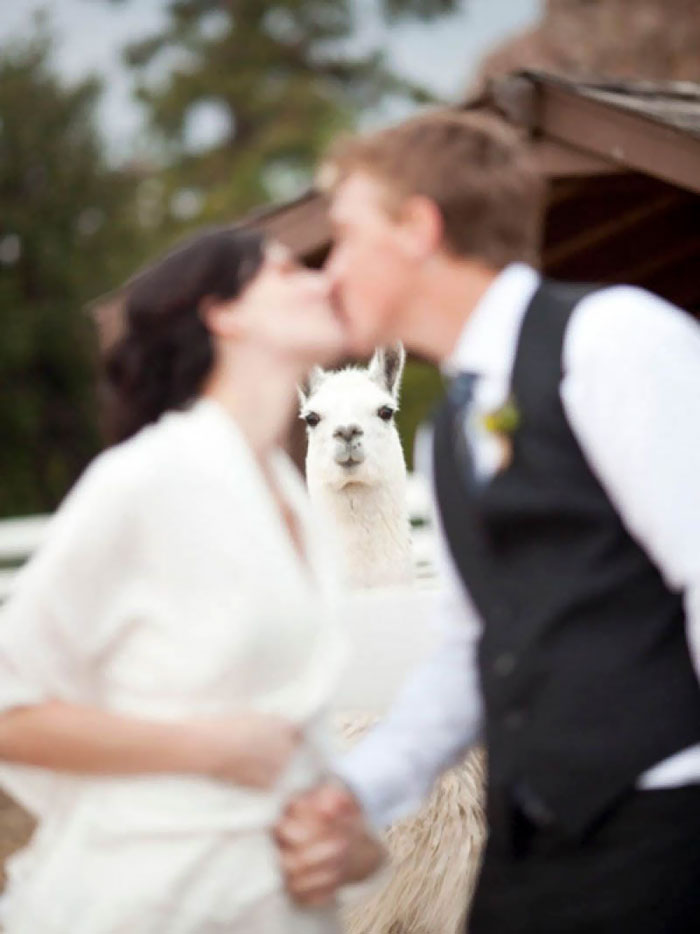 Uma surpresinha na foto de casamento