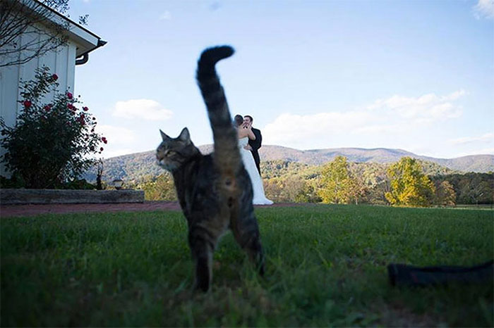 Uma surpresinha na foto de casamento