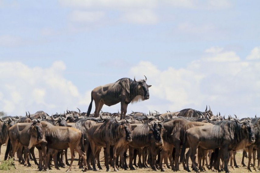  Menção honrosa para 'Animal Encounters', de Jean Jacques Alcalay