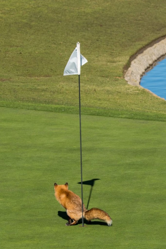 Menção honrosa para foro 'Must Have Three-Putted', de Douglas Croft