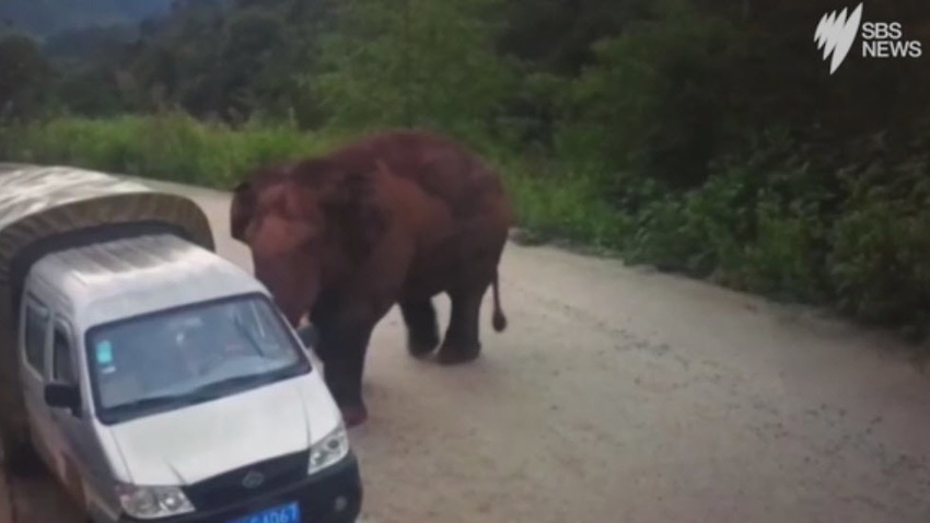 Elefante ataca veículos na China