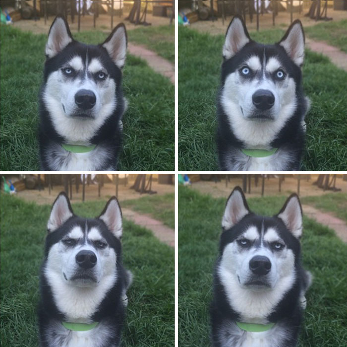 Jasmine fez um ensaio natalino com seu cachorro Anuko, que tem essa carinha rabugenta. As fotos fizeram um baita sucesso e viralizaram