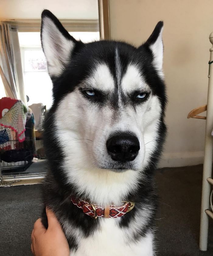 Jasmine fez um ensaio natalino com seu cachorro Anuko, que tem essa carinha rabugenta. As fotos fizeram um baita sucesso e viralizaram