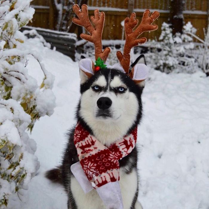 Jasmine fez um ensaio natalino com seu cachorro Anuko, que tem essa carinha rabugenta. As fotos fizeram um baita sucesso e viralizaram