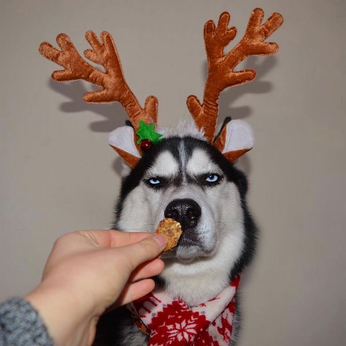 Jasmine fez um ensaio natalino com seu cachorro Anuko, que tem essa carinha rabugenta. As fotos fizeram um baita sucesso e viralizaram