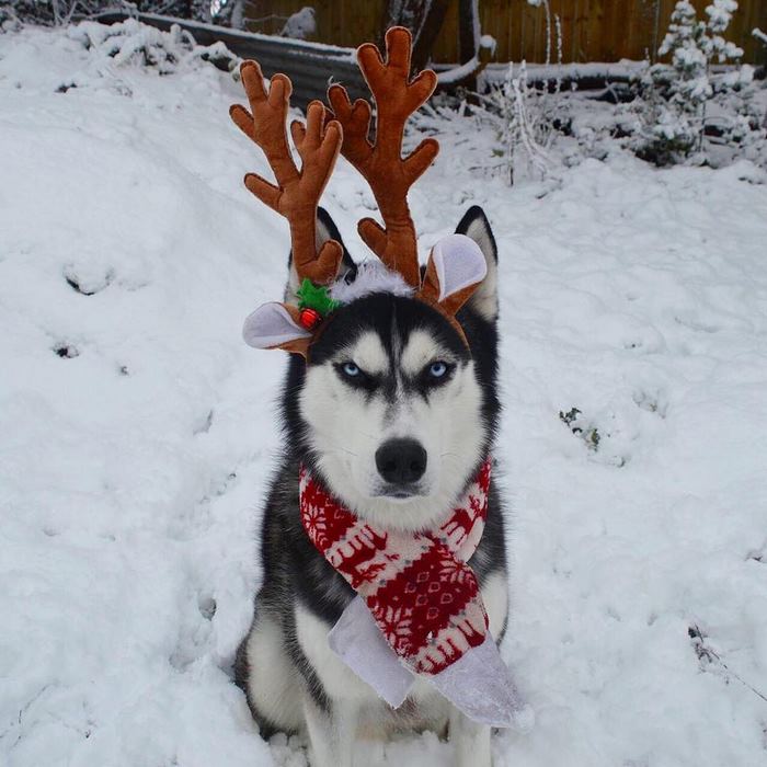 Jasmine fez um ensaio natalino com seu cachorro Anuko, que tem essa carinha rabugenta. As fotos fizeram um baita sucesso e viralizaram