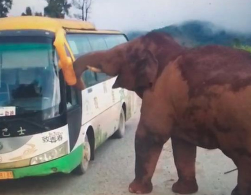 Elefante ataca veículos na China