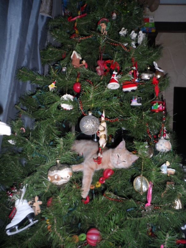 Cães e gatos que destruíram o Natal