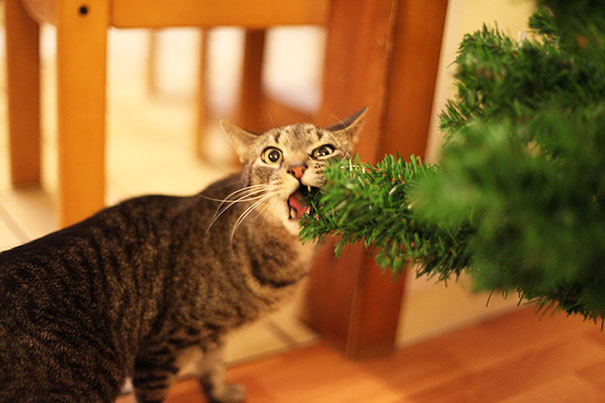 Cães e gatos que destruíram o Natal