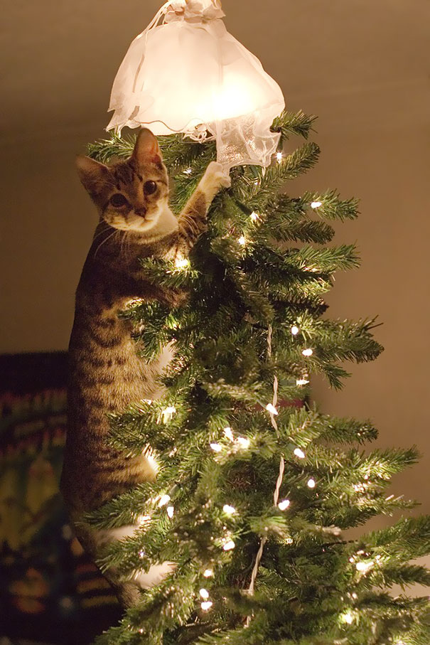 Cães e gatos que destruíram o Natal