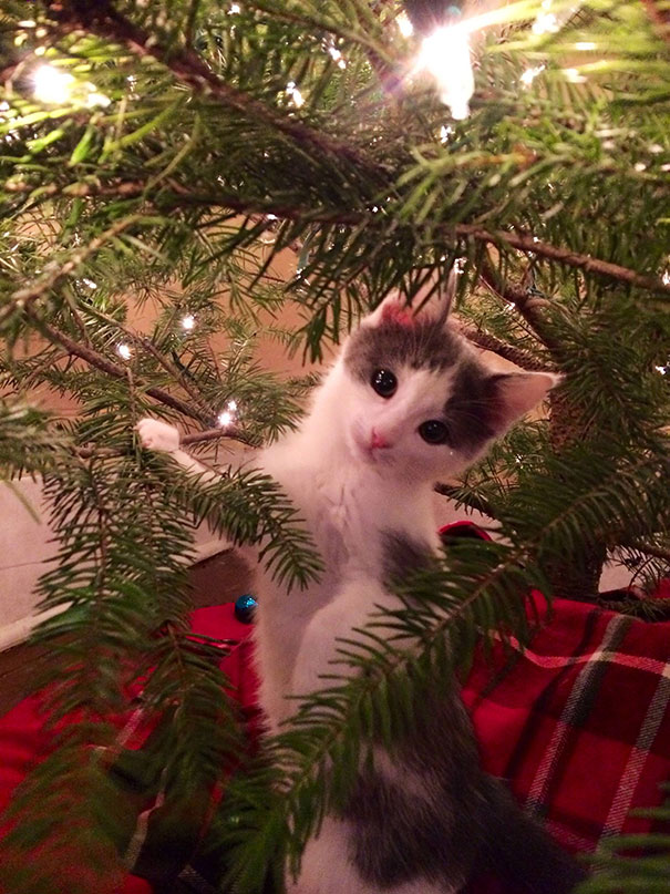 Cães e gatos que destruíram o Natal