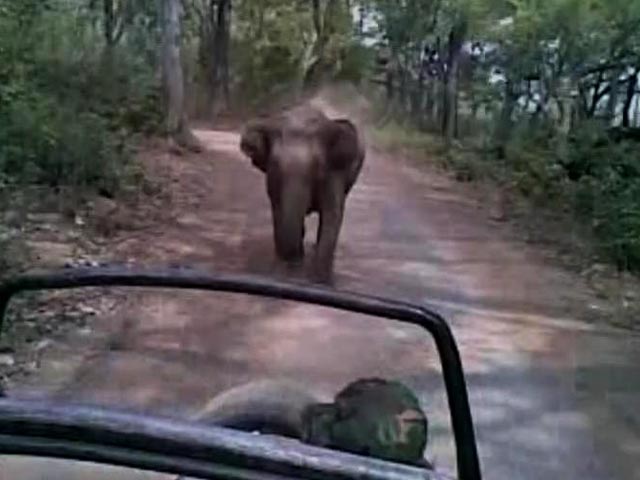 Elefante ataca veículos na China