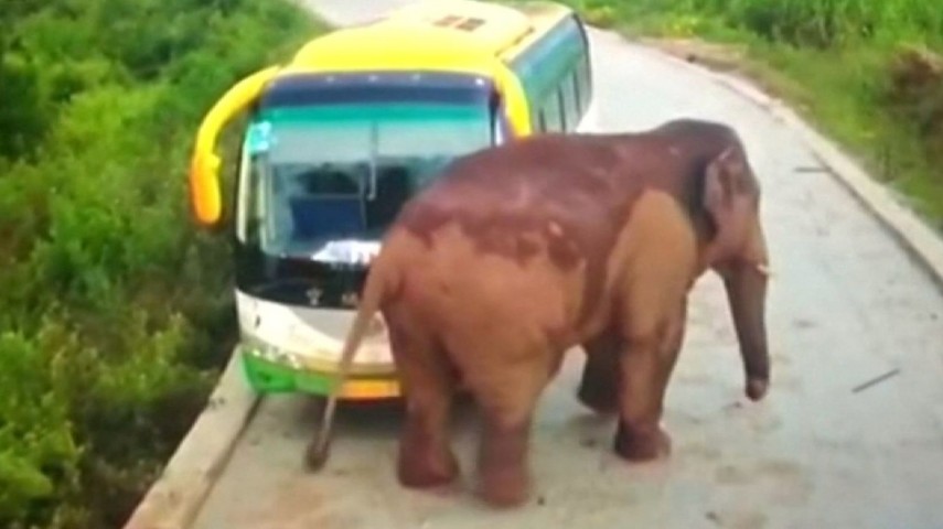 Elefante ataca veículos na China