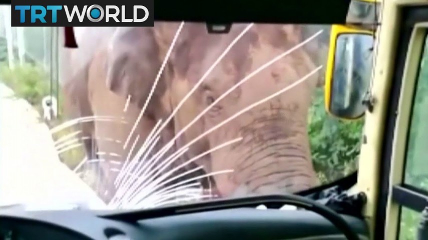 Elefante ataca veículos na China