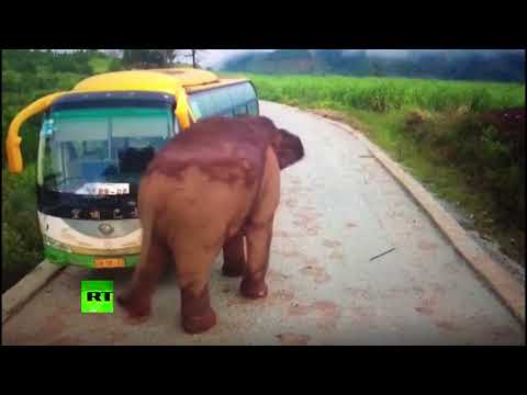 Elefante ataca veículos na China