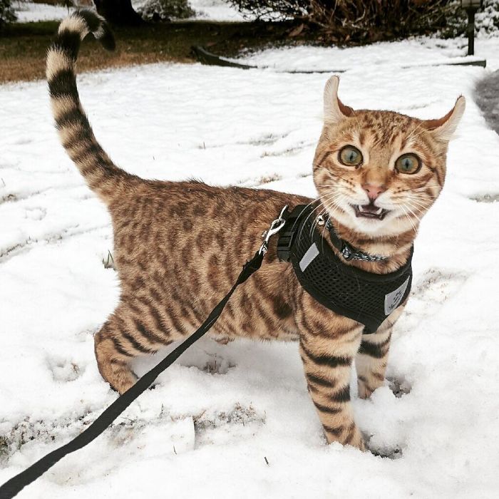 Esses animais viram neve pela primeira vez e seus donos registraram como foi esse encontro