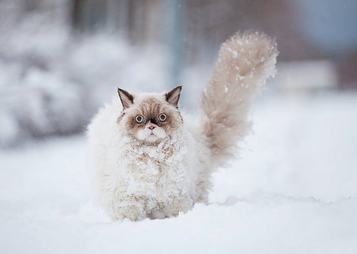 Esses animais viram neve pela primeira vez e seus donos registraram como foi esse encontro