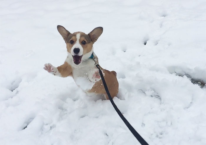 Esses animais viram neve pela primeira vez e seus donos registraram como foi esse encontro