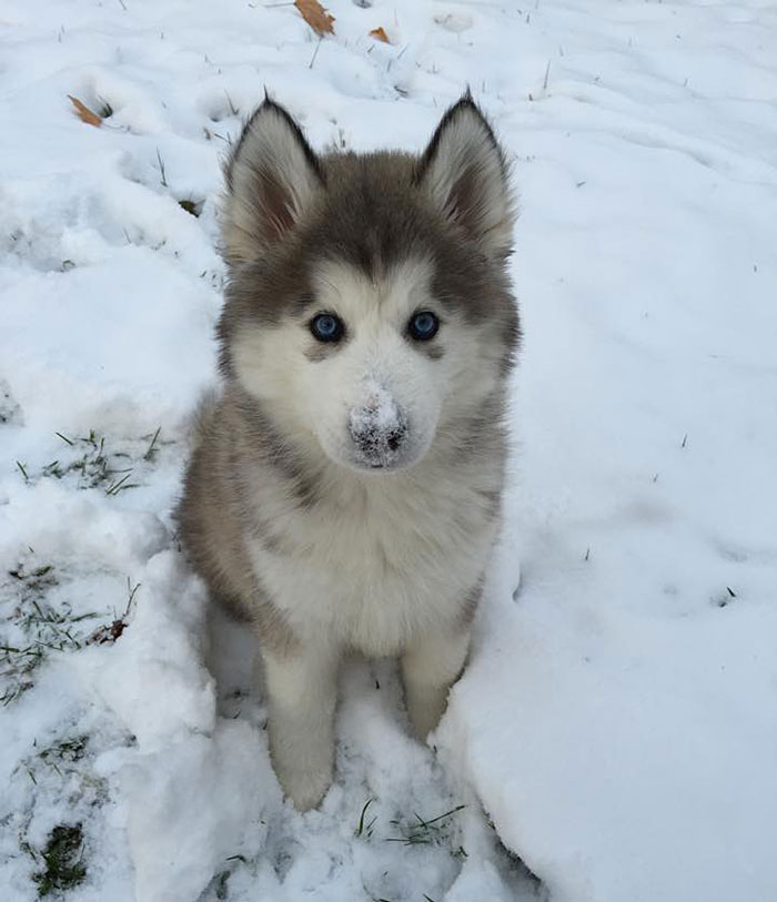 Esses animais viram neve pela primeira vez e seus donos registraram como foi esse encontro