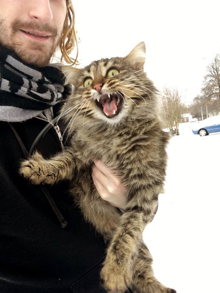 Esses animais viram neve pela primeira vez e seus donos registraram como foi esse encontro