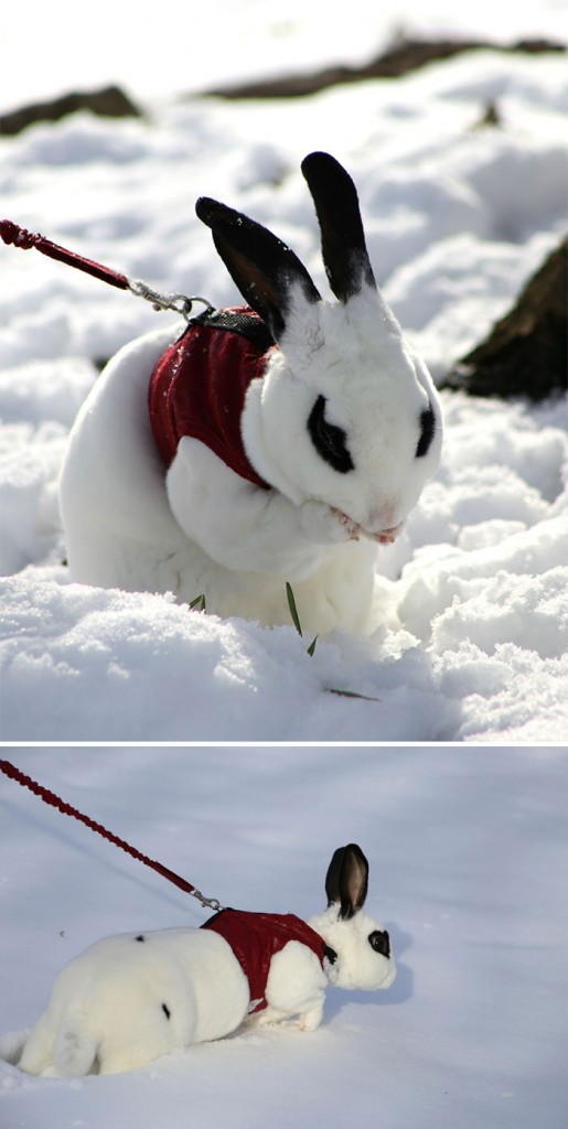 Esses animais viram neve pela primeira vez e seus donos registraram como foi esse encontro