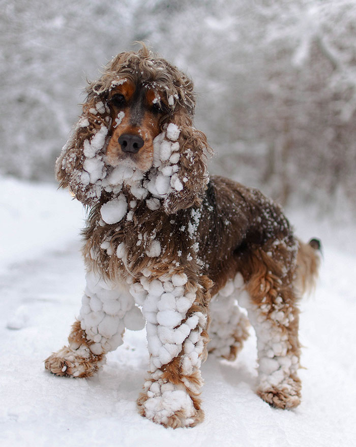 Esses animais viram neve pela primeira vez e seus donos registraram como foi esse encontro