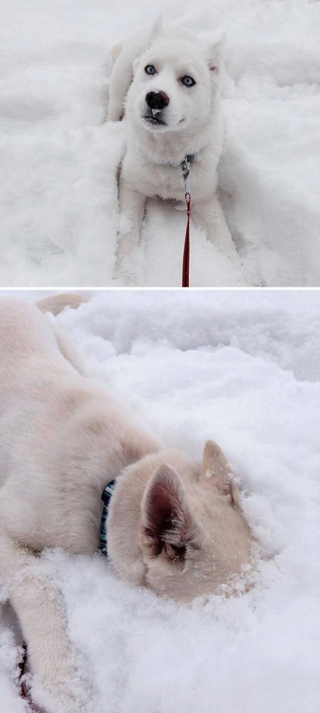 Esses animais viram neve pela primeira vez e seus donos registraram como foi esse encontro