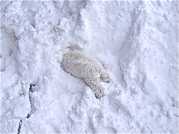 Esses animais viram neve pela primeira vez e seus donos registraram como foi esse encontro