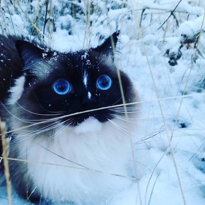 Esses animais viram neve pela primeira vez e seus donos registraram como foi esse encontro