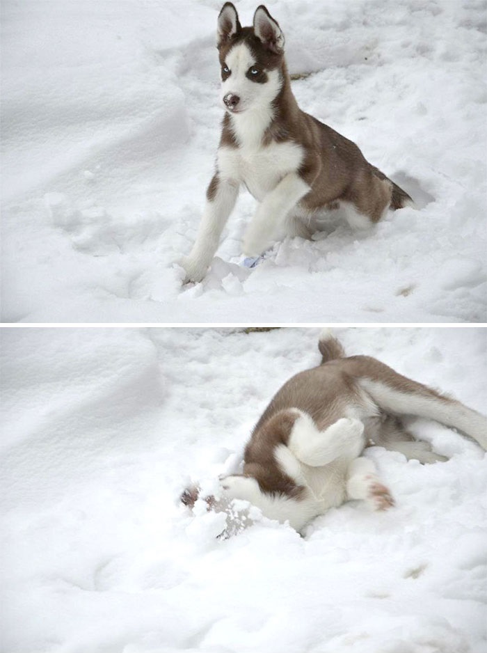 Esses animais viram neve pela primeira vez e seus donos registraram como foi esse encontro