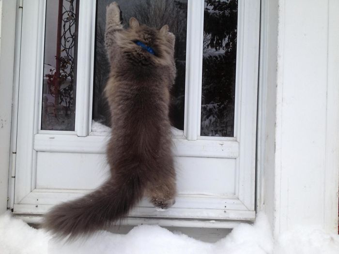 Esses animais viram neve pela primeira vez e seus donos registraram como foi esse encontro