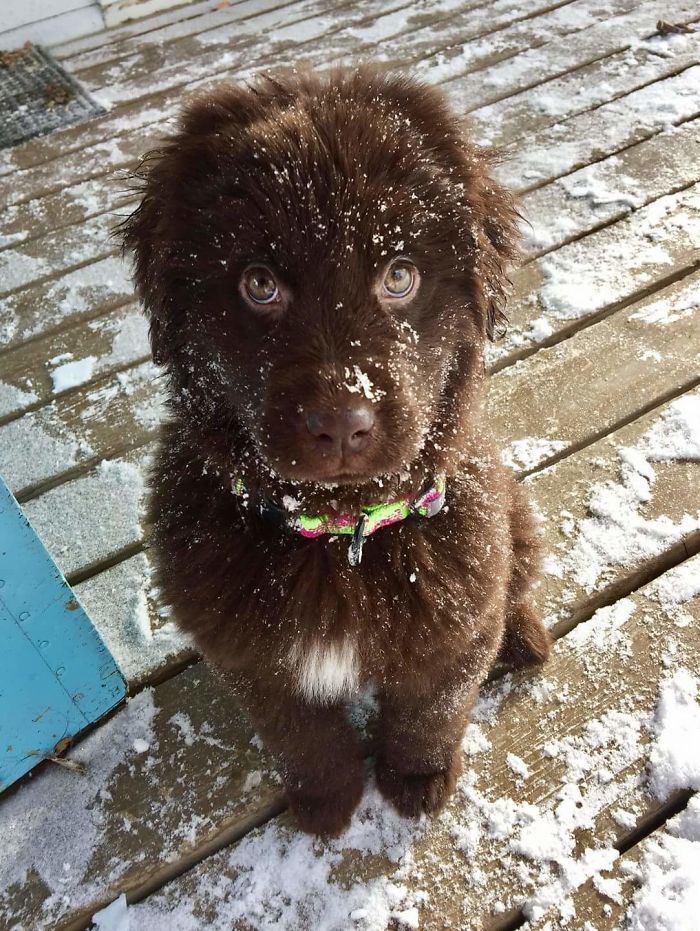 Esses animais viram neve pela primeira vez e seus donos registraram como foi esse encontro