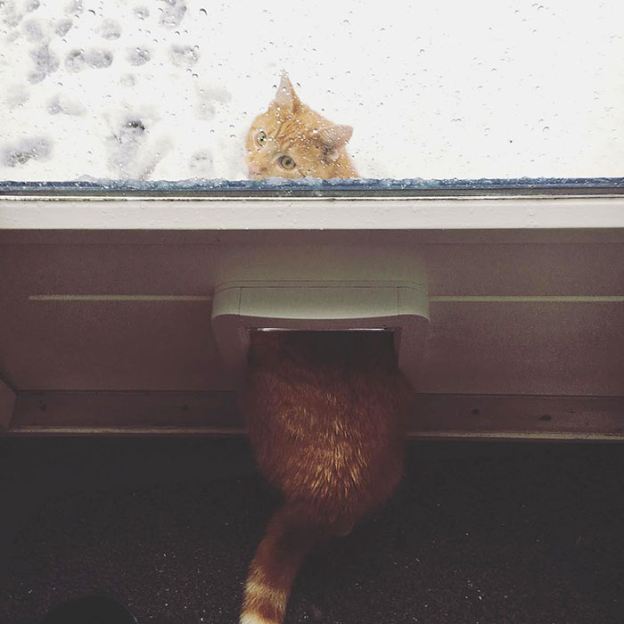 Esses animais viram neve pela primeira vez e seus donos registraram como foi esse encontro