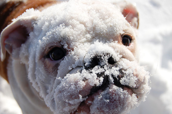 Esses animais viram neve pela primeira vez e seus donos registraram como foi esse encontro