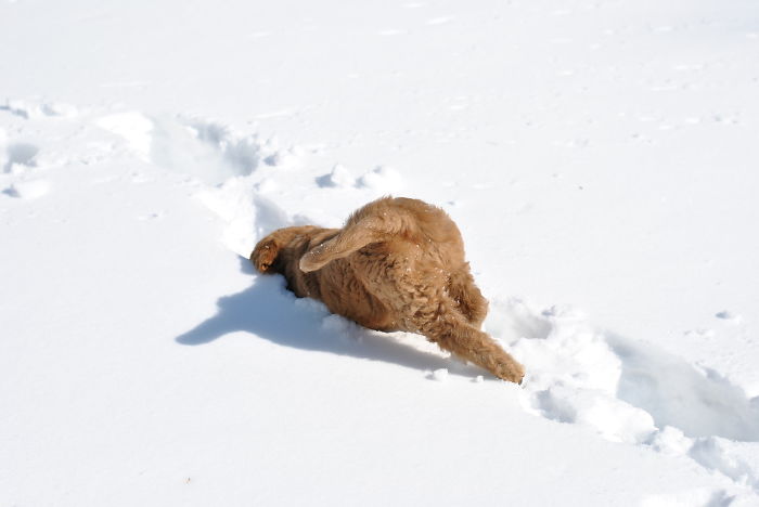 Esses animais viram neve pela primeira vez e seus donos registraram como foi esse encontro