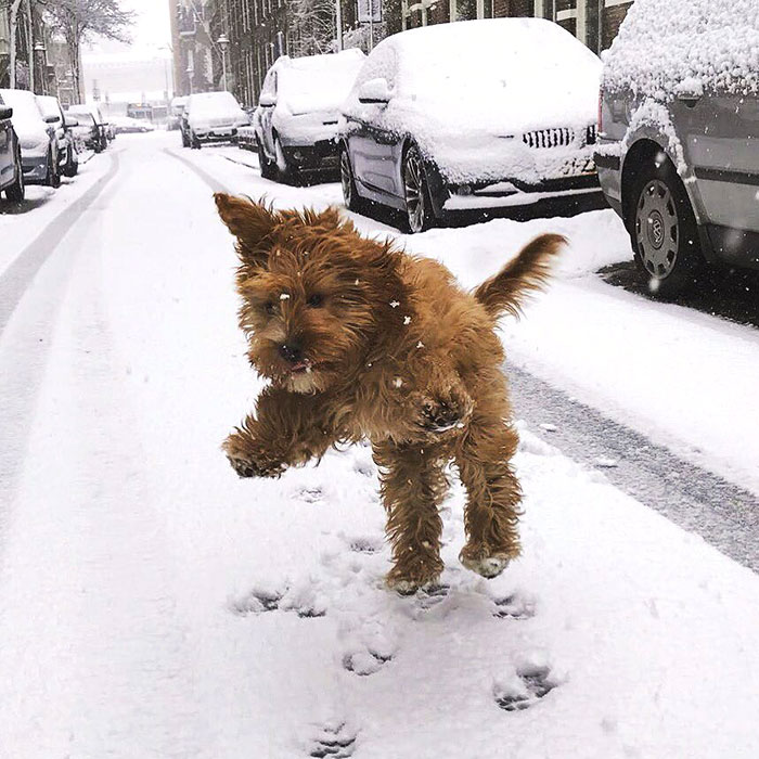 Esses animais viram neve pela primeira vez e seus donos registraram como foi esse encontro