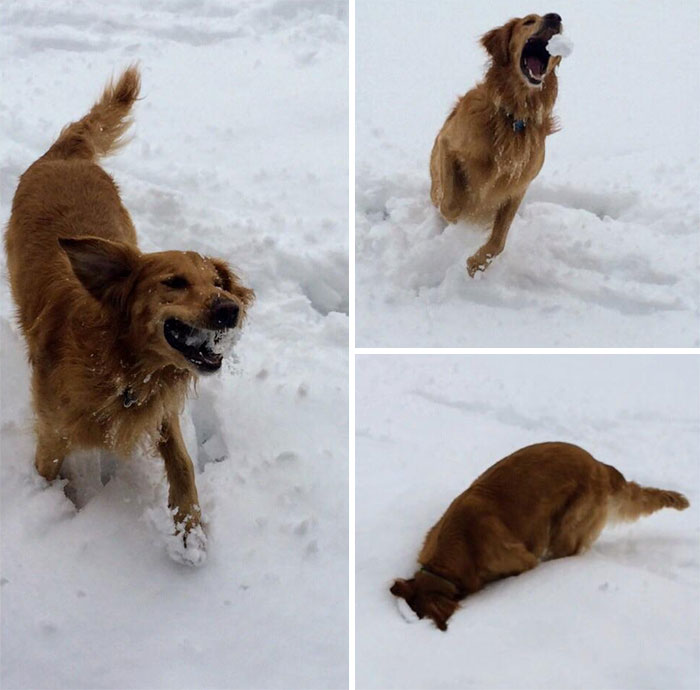 Esses animais viram neve pela primeira vez e seus donos registraram como foi esse encontro